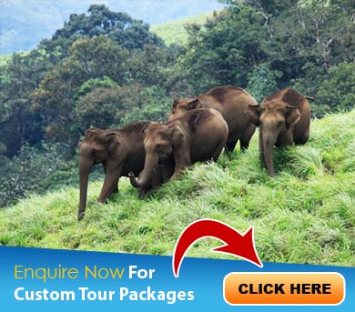 Thenmala Tour Packages